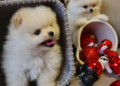 Pomeranian boo teddy bear bebek surat yavrularımız